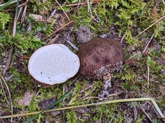 Scleroderma arenicola