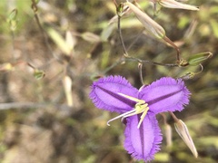 Thysanotus
