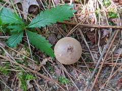 Lycoperdon molle