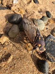 Macrotristria angularis