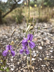 Thysanotus