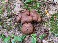 Scleroderma arenicola