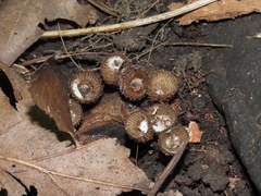 Cyathus striatus