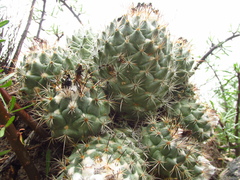 Coryphantha durangensis cuencamensis