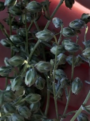 Artemisia campestris caudata