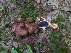 Scleroderma arenicola