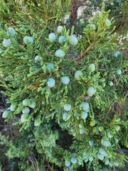 Juniperus scopulorum