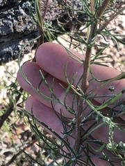Artemisia campestris caudata
