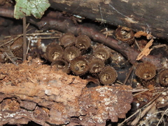 Cyathus striatus
