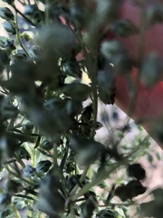 Artemisia campestris caudata