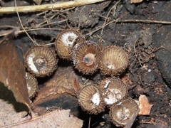 Cyathus striatus