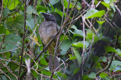 Saltator grandis
