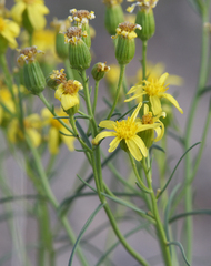 Senecio flaccidus