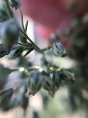 Artemisia campestris caudata