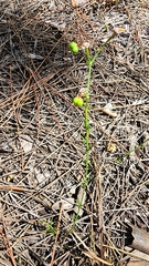 Euphorbia polyphylla