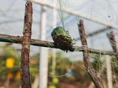 Protaetia orientalis orientalis