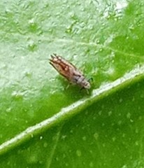 Diaphorina citri