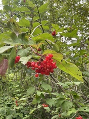 Viburnum opulus