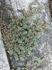 Euphorbia thymifolia