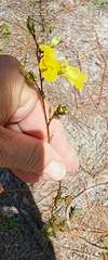 Ludwigia maritima