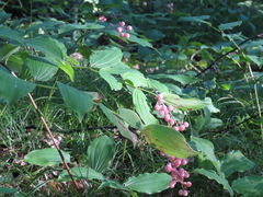 Maianthemum racemosum