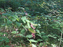 Maianthemum racemosum