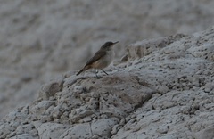 Salpinctes obsoletus