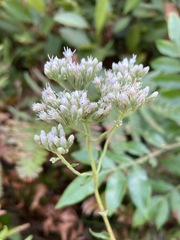 Eupatorium pilosum