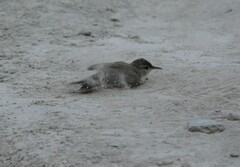 Salpinctes obsoletus