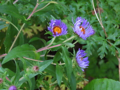 Symphyotrichum novae-angliae