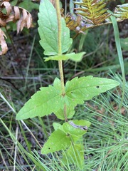 Eupatorium pilosum