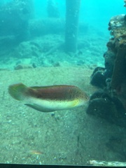 Austrolabrus maculatus