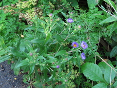Symphyotrichum novae-angliae