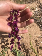 Swainsona pterostylis