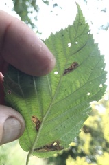 Ectoedemia rubifoliella