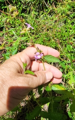 Melochia spicata