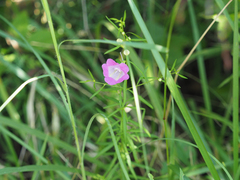 Agalinis purpurea