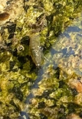 Crangonyx