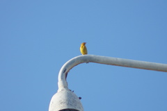 Sicalis flaveola flaveola