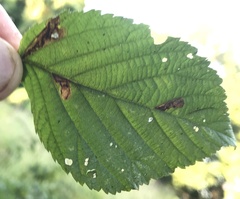 Ectoedemia rubifoliella