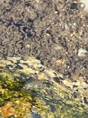 Crangonyx