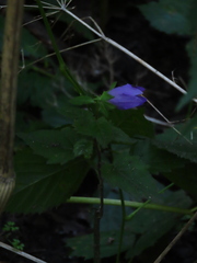 Campanula trachelium