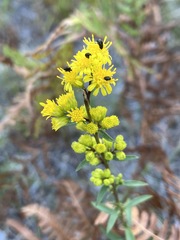 Solidago puberula