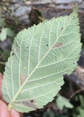 Ectoedemia rubifoliella