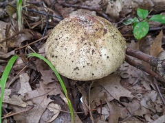 Amanita amerirubescens