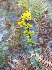 Solidago puberula
