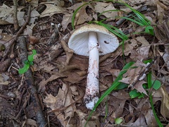 Amanita amerirubescens