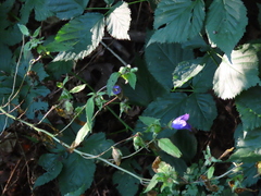 Campanula trachelium