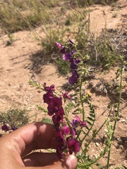 Swainsona pterostylis