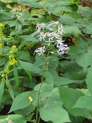 Eurybia macrophylla